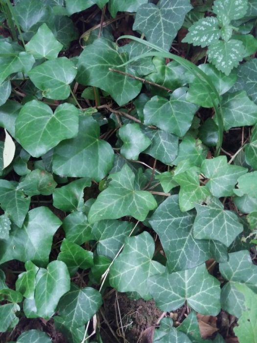 Продам саджанці плюща