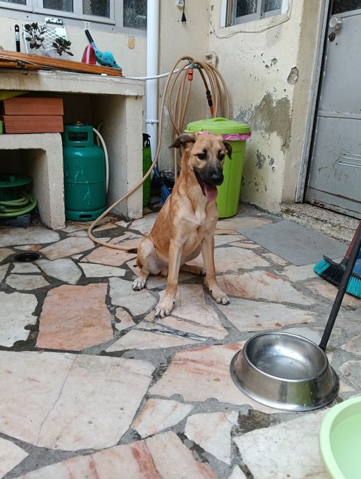 Dá-se cão com 6 meses