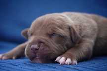 American Bully XL suczka brązowa