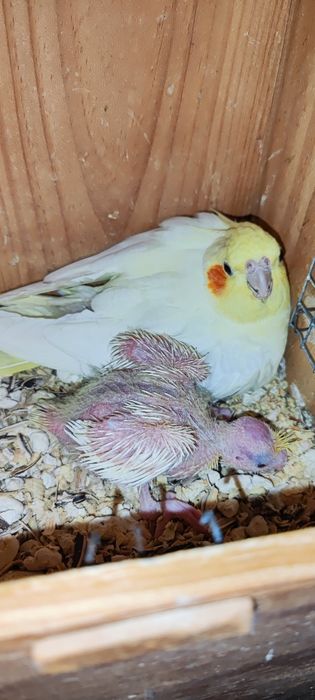 Caturra bebe para acabar de criar a mão