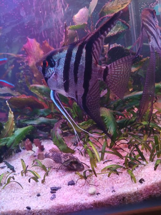 Риби. Скалярії. Акваріумістика