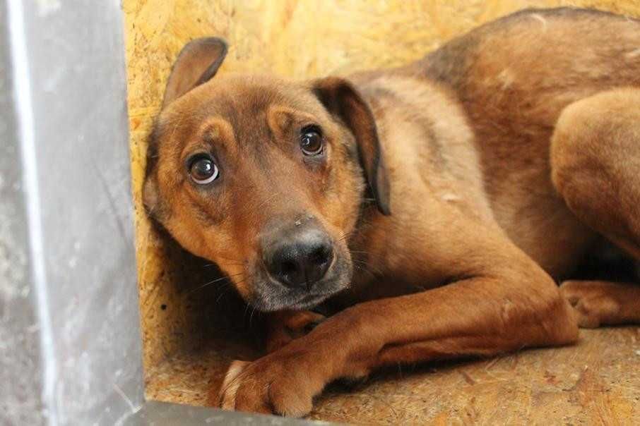 087211 Florek do adopcji