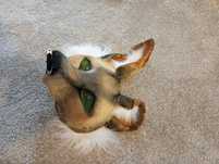 Therian mask coyote/dog