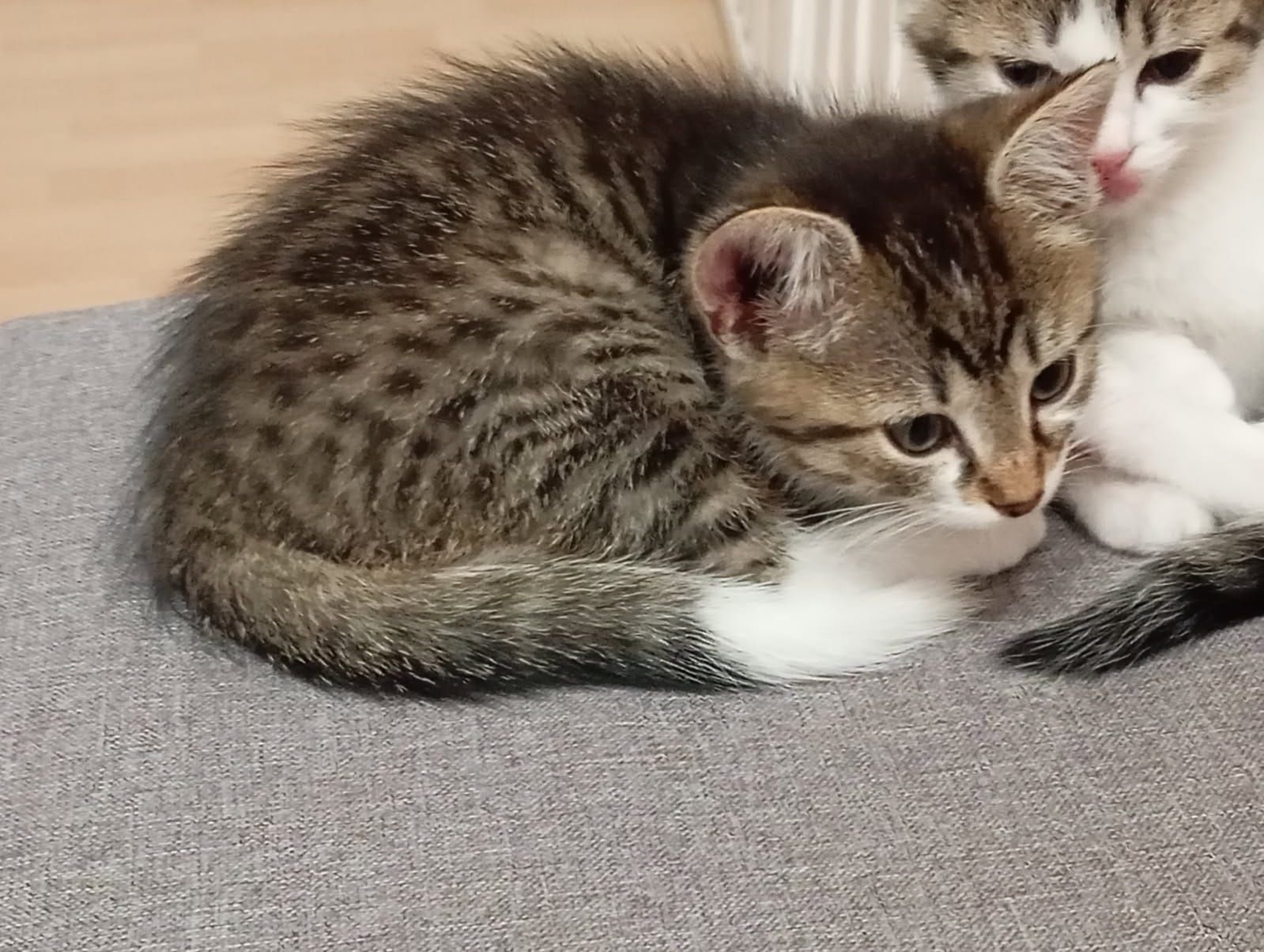 Do adopcji 2 kotki i 3 kocurki po długowłosej matce
