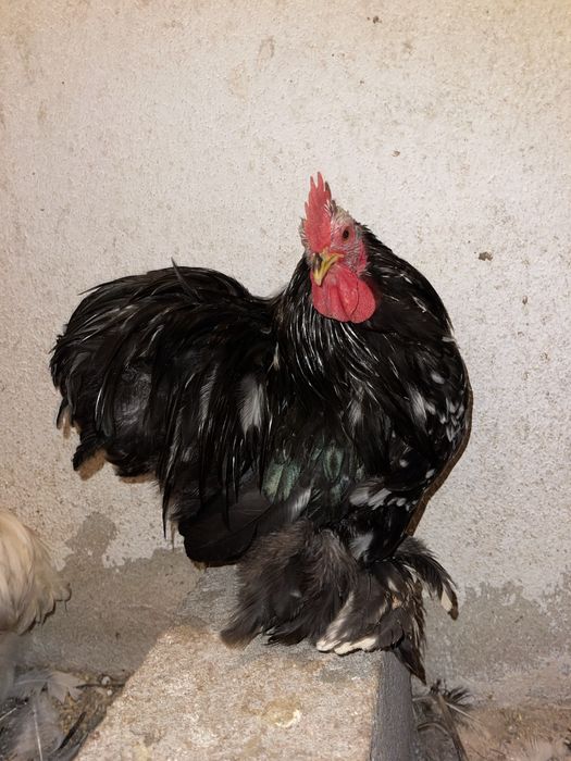 Galos pekins adultos várias cores