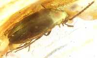 Wymarły chrząszcz owady coleoptera bursztyn inkluzja wykopek szuflad.