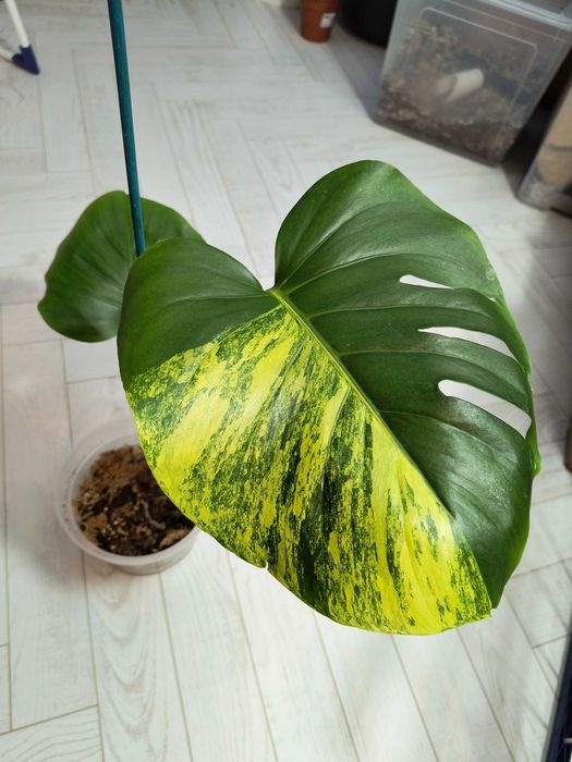 Rezerw -Monstera Deliciosa Marmorata Large Form, w typie yellow marlin