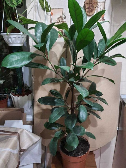 Фикусы Лировидный  Циатистипула  Анастасия Белиз Микрокарпа