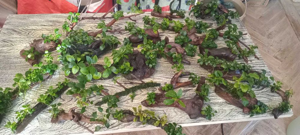 ЖИВІ ДЕКОРАЦІЇ для вашого акваріуму. анубіаси, буцефаландри , креветки