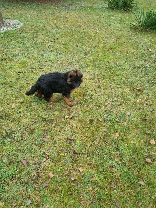 Owczarek niemiecki długowłosy - szczenię