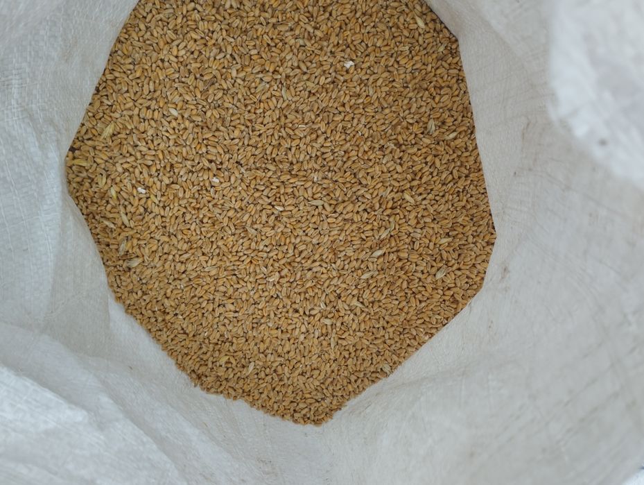 Пшениця озима. 2025р., 3 т.