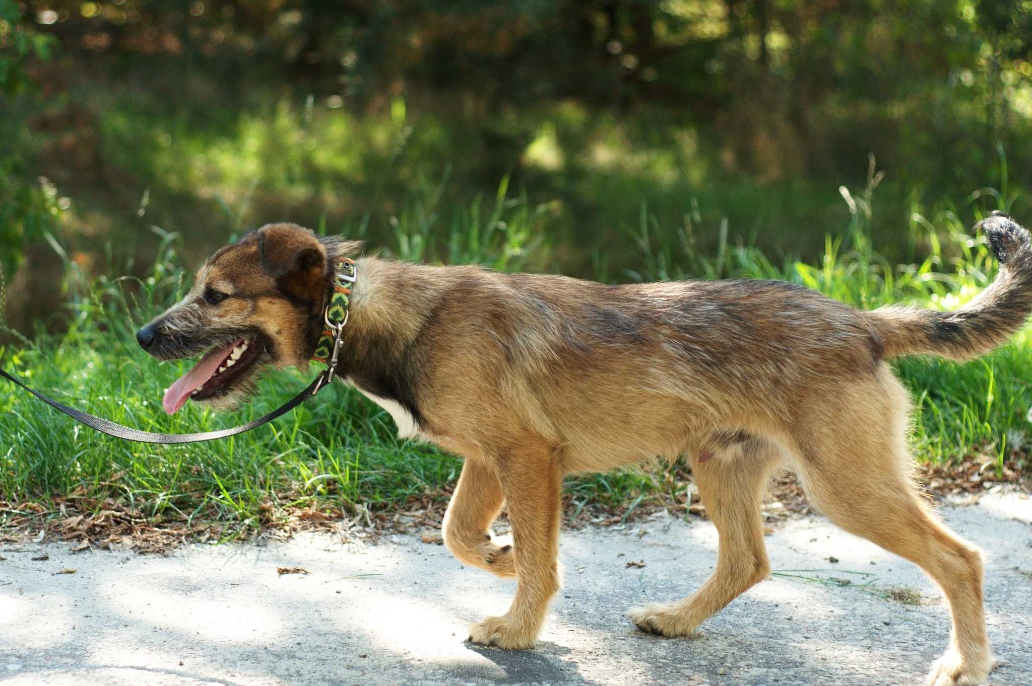 Czilter – idealny pies dla aktywnych