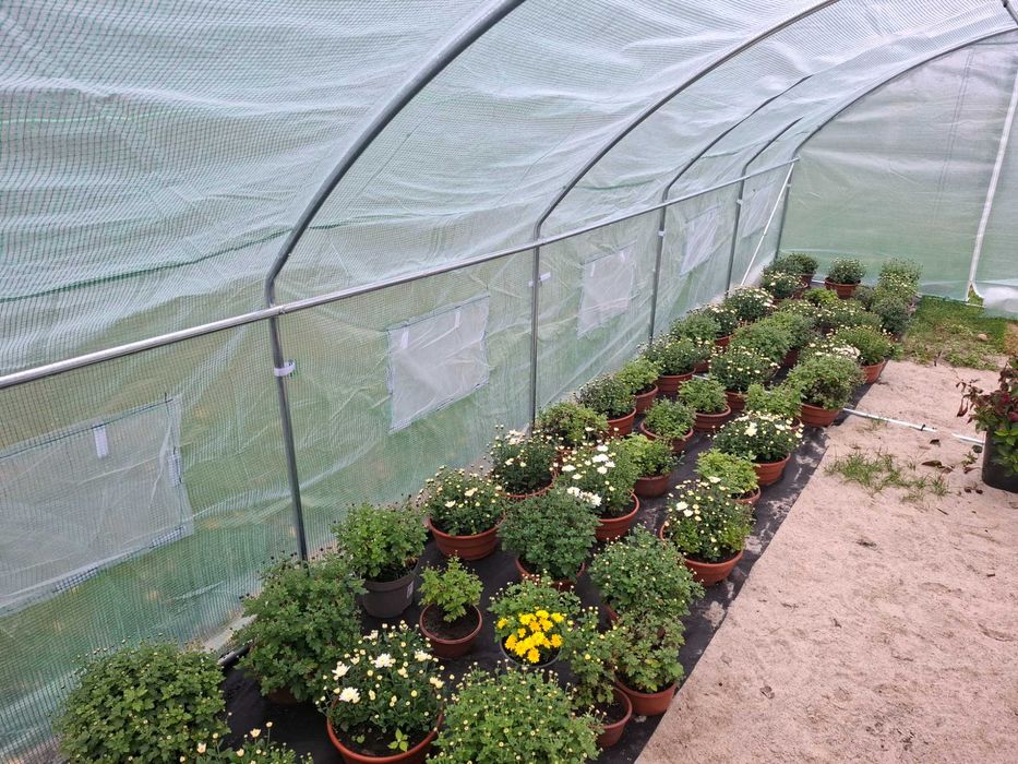 Chryzantema doniczkowa cięta