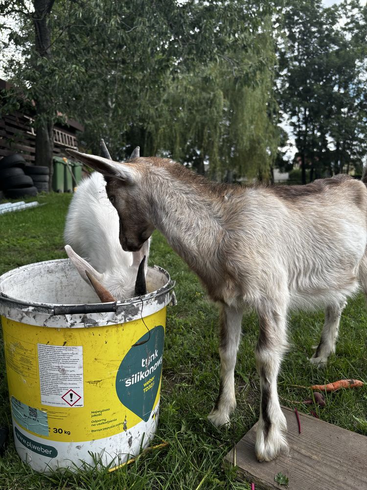 Sprzedam Dwa młode koziołki