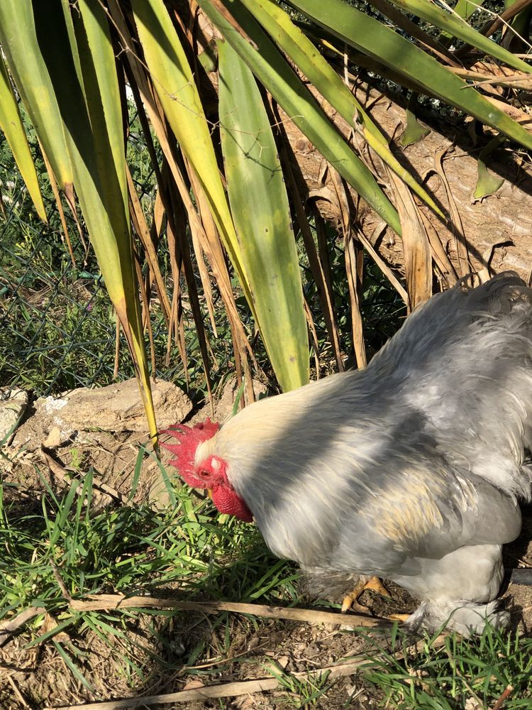 Cochin bantam lavanda