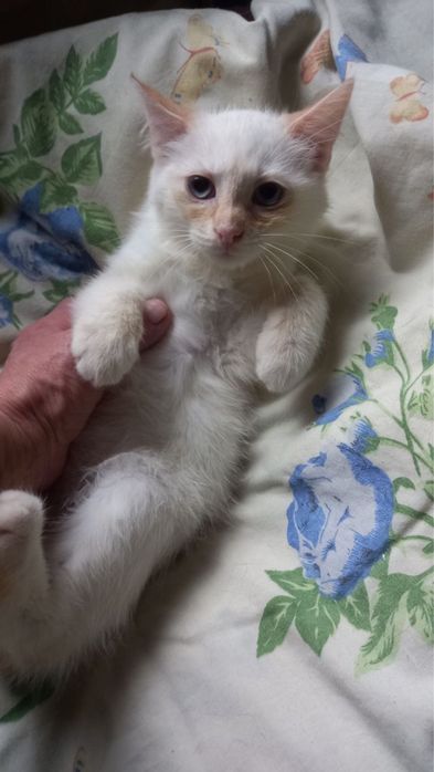 Котеня, котенята, кіт, котик, котёнок, кот з притулку