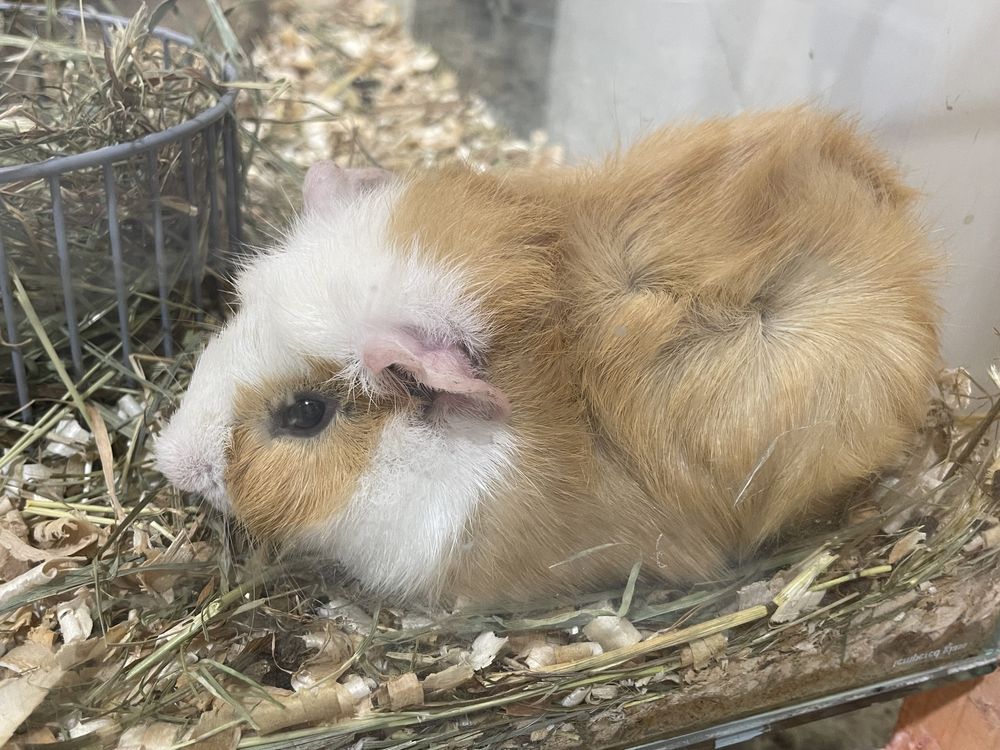 Świnka Morska, Cavia domowa - wyjątkowe kolory!