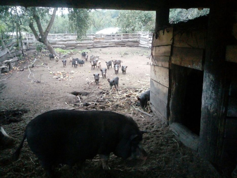 Продам свині без ГМО