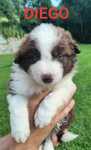 Border collie szczenię