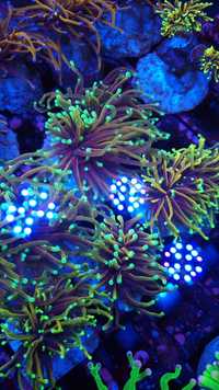 Euphyllia Dragon Soul 1H koralowiec akwarium morskie koralowce