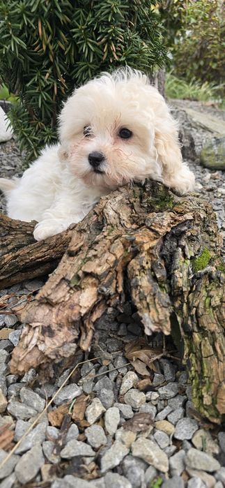 Maltipoo suczka kremowa