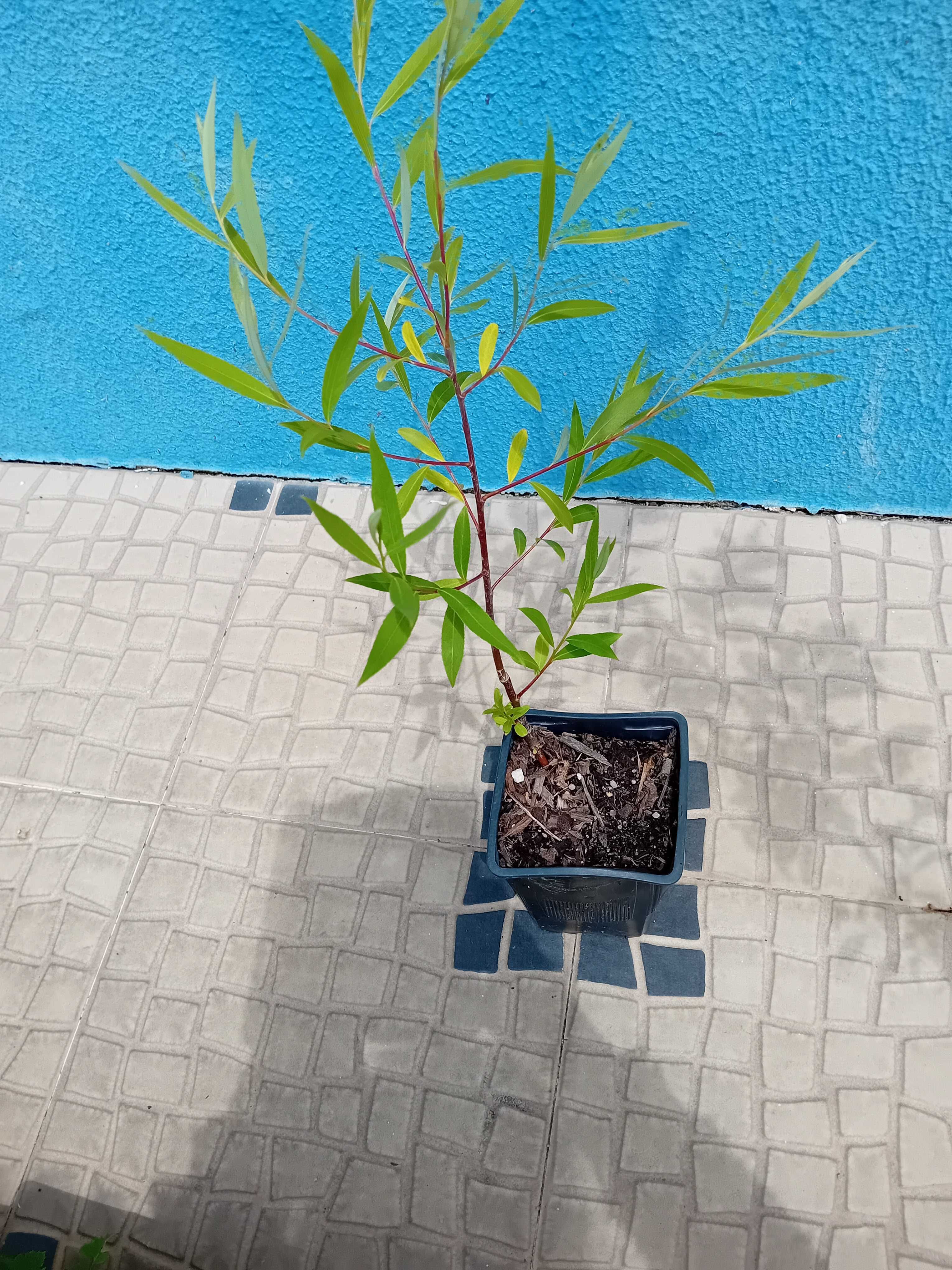 Arvore salgueiro chorao