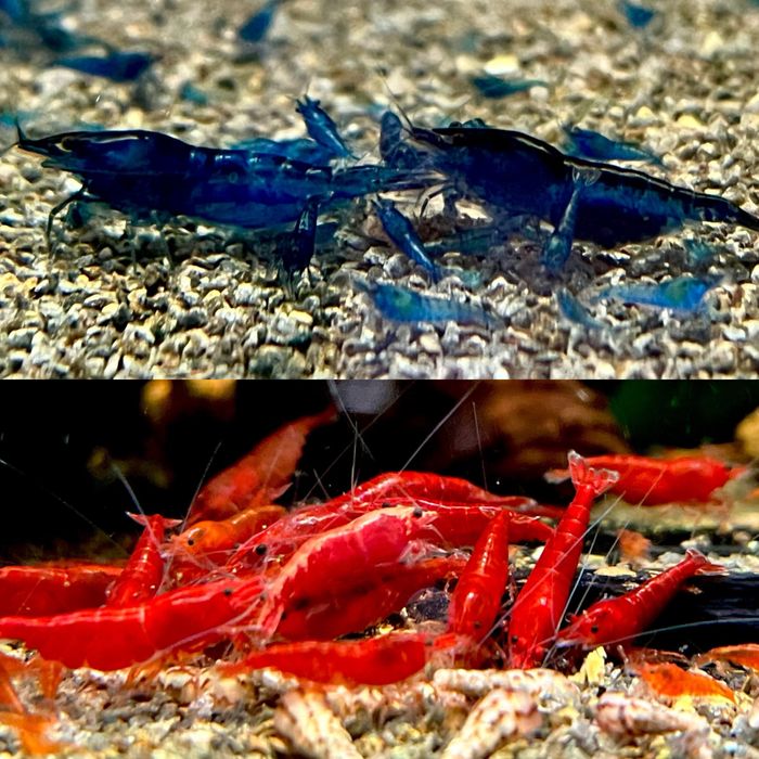 Krewetki Blue Velvet + Bloody Mary 10+10