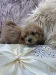 Maltipoo cudny piesek