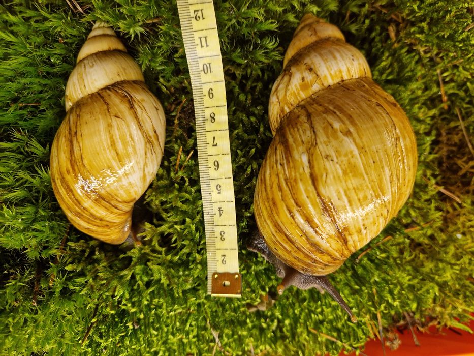 Подарунковий набір УляСет5 Ахатина Фуліка