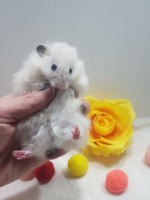 Chomik syryjski (Mesocricetus auratus) maluszki