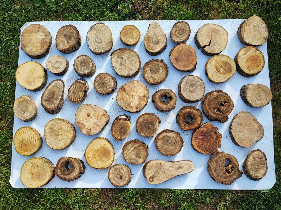 Plasterki orzech włoski, jabłoń, śliwa