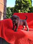 Cane Corso Italiano