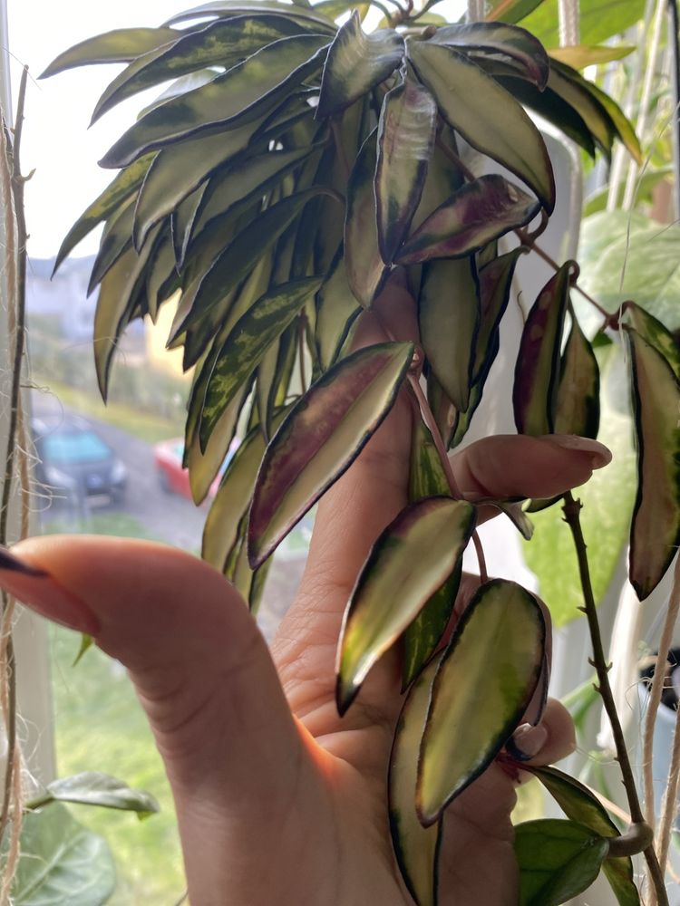 Hoya wayeti variegata ped 10 cm