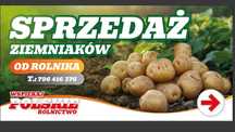 Młode ziemniaki Lord, Denar, Bellarosa. Od rolnika hurt-detal