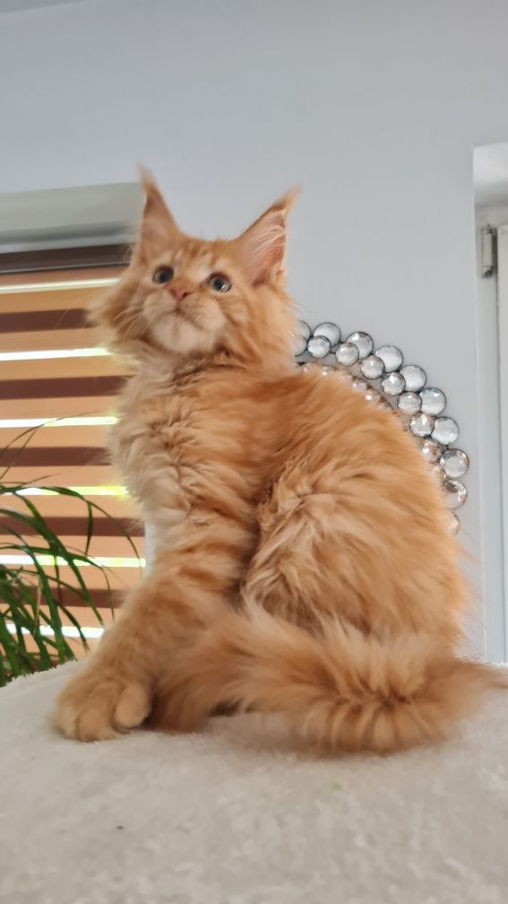 Maine coon  kocur rudy