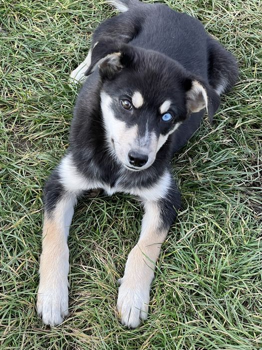 Віддам щенят в добрі руки