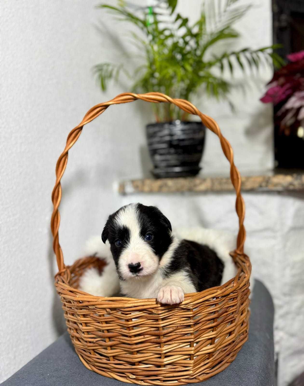 Śliczna suczka Border collie