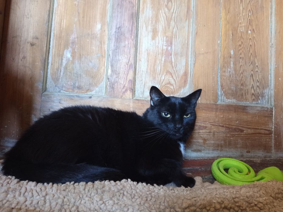 Koda poleca się do adopcji