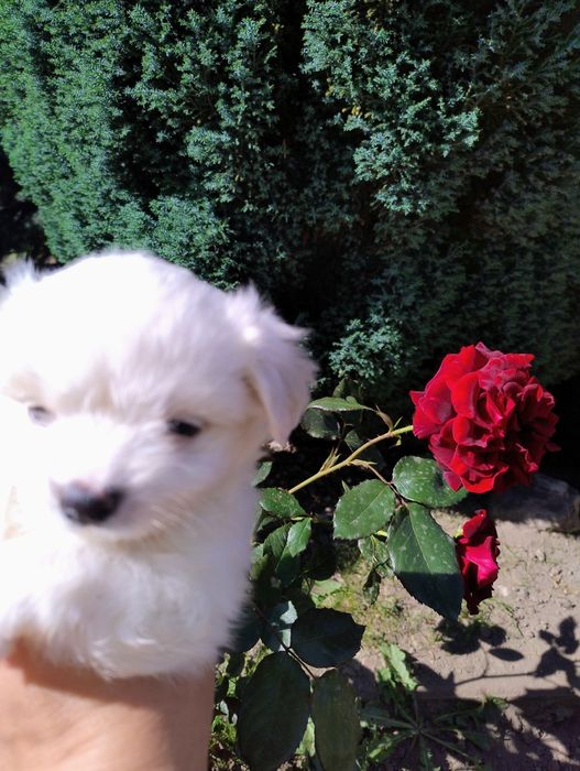 Цуценята мальтезе мальтійські болонки