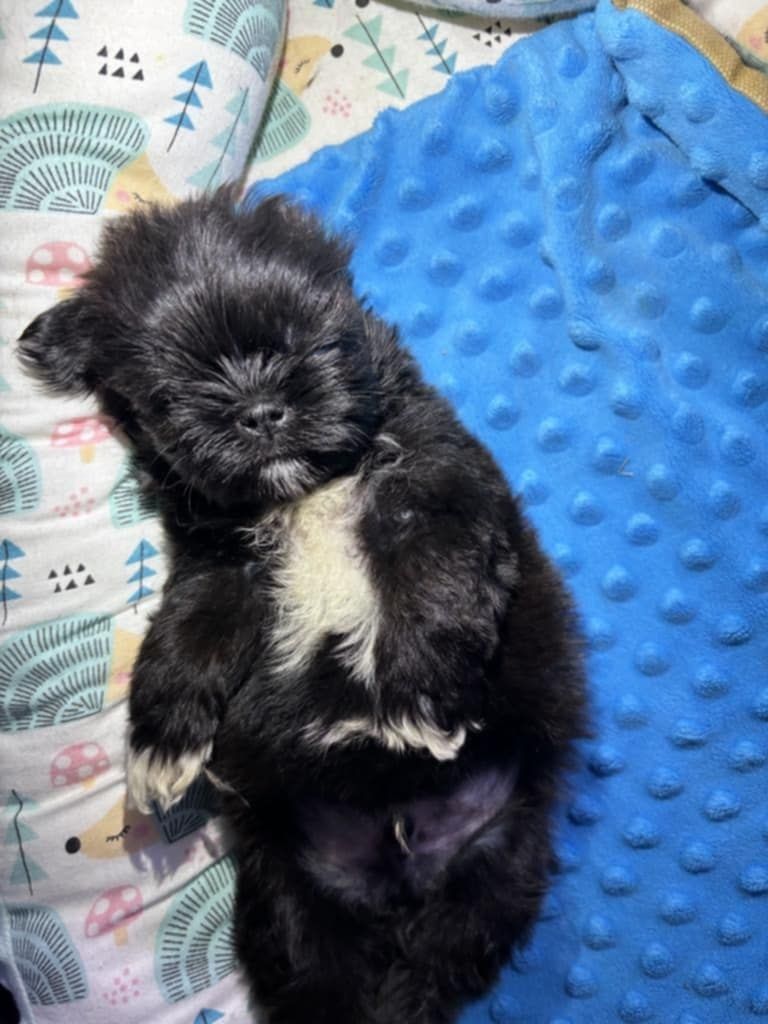 Piesek Apollo 7 tyg  Shih tzu Zkwp