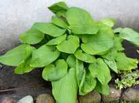 Funkia Hosta 'Piedmont Gold' 008