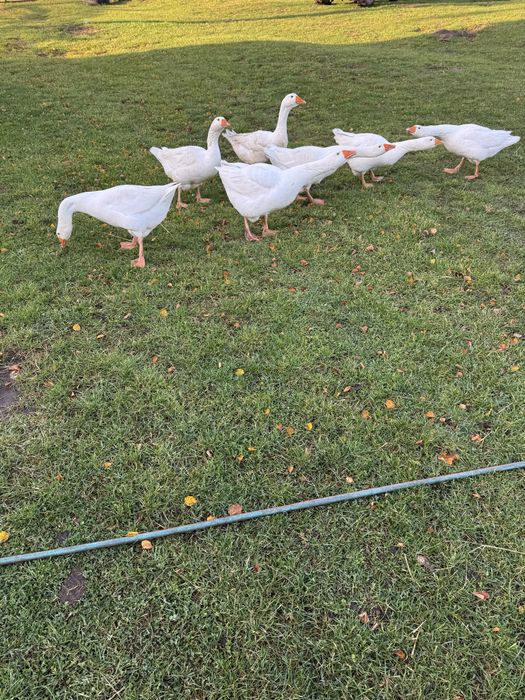 Sprzedam gesi  z tego rok