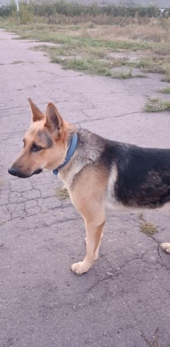 Німецька овчарка, цуценя, щенки. Вівчарка