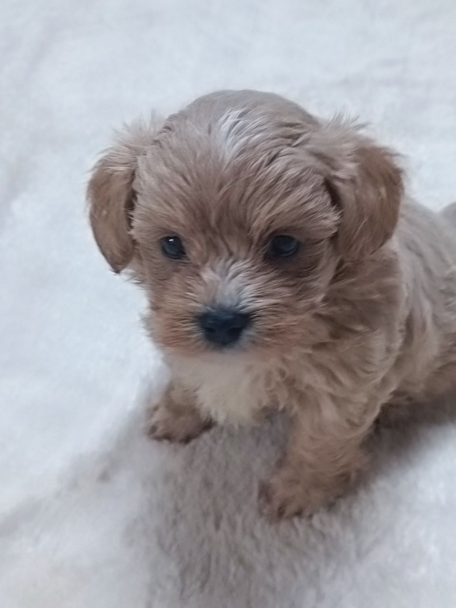 Maltipoo piesek do rezerwacji,po ojcu z chin