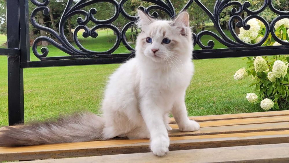 Kociak BOCOLOR syberyjski, Neva Masquerade z rod. FPL opcja. SHOW