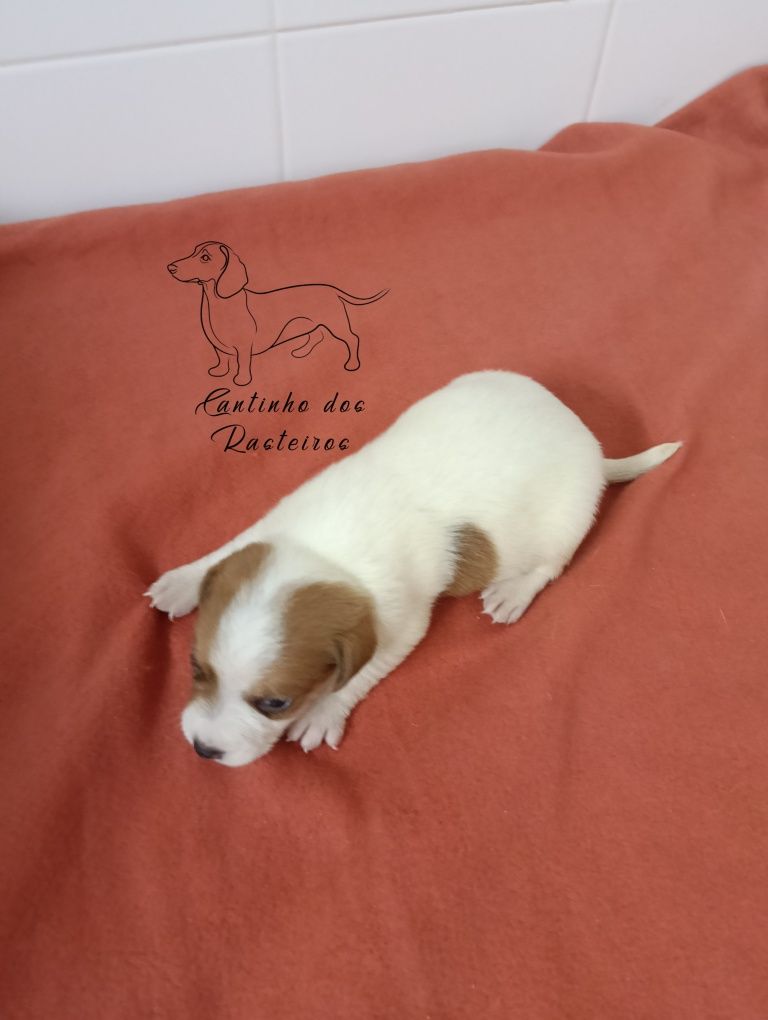 Jack russell terrier