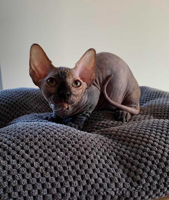 Найменша порода у світі бамбіно.