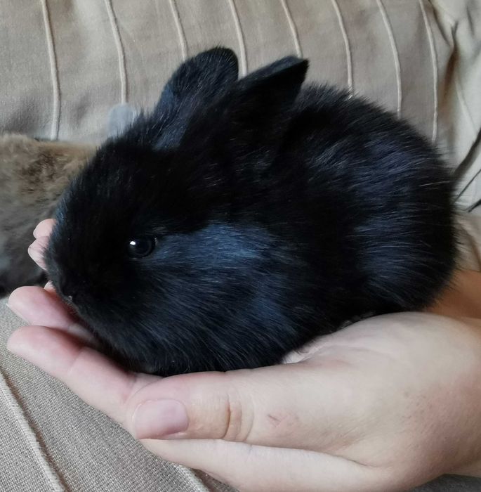 KIT Coelhos anões angorá, holandês mini e teddy muito fofos