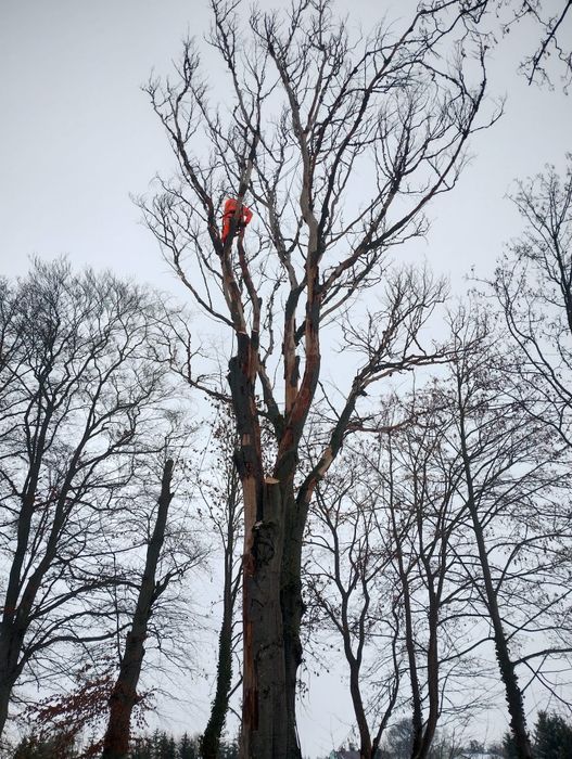 Wycinka drzew trudnych metodą alpinistyczną, czyszczenie działek