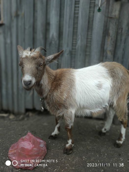 Козочка молоденька